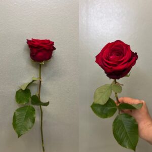 Kasterose - Red Naomi